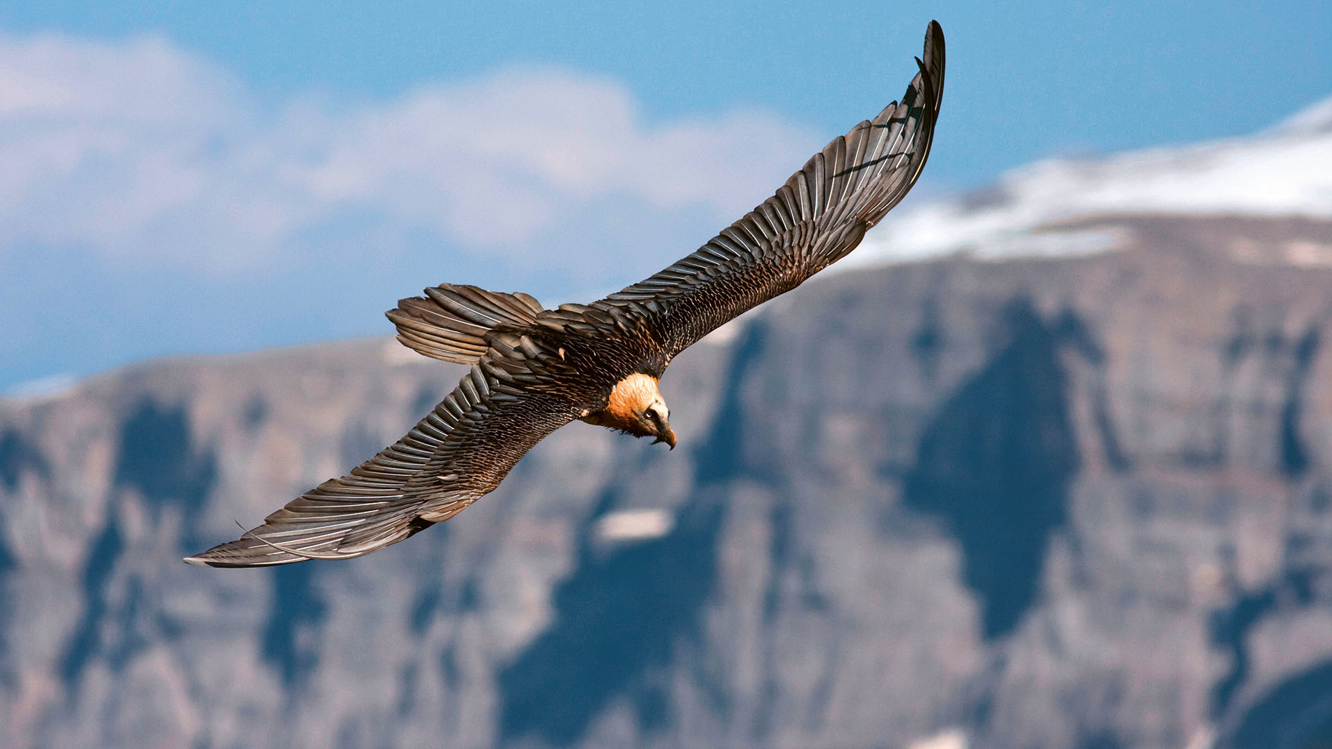 eagle_juanvifonsalamy